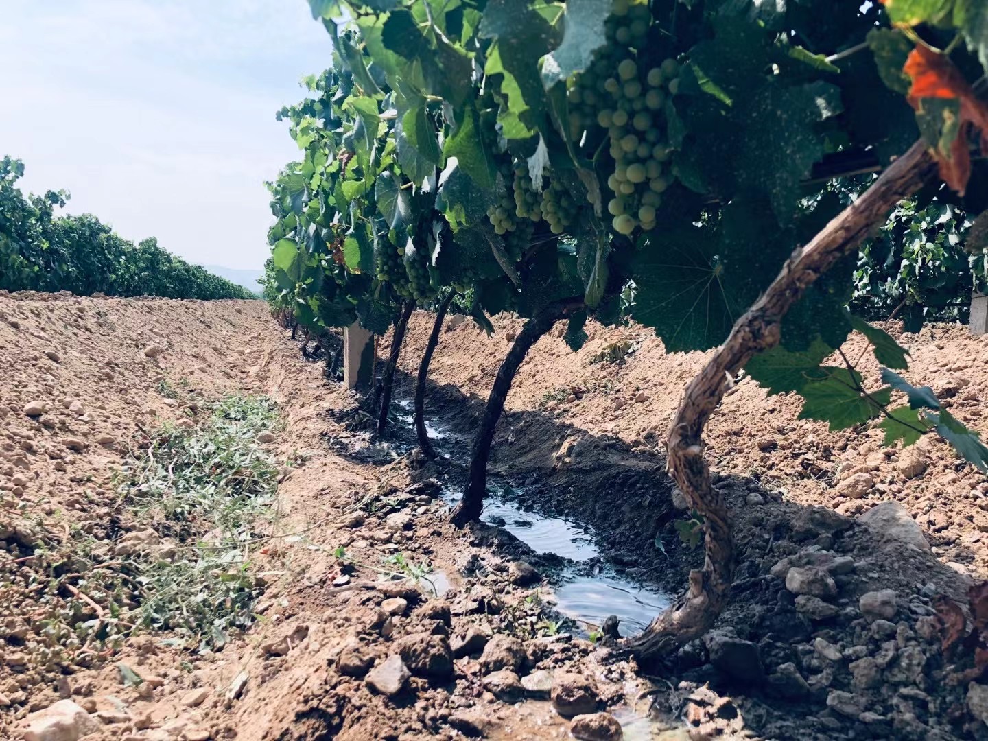 Uvas de vino cultivadas en bodega