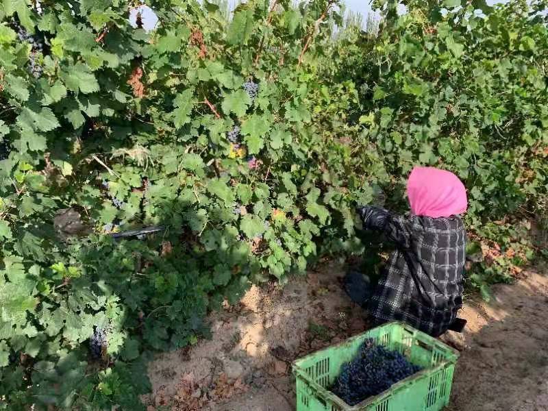 Harvest wine grapes