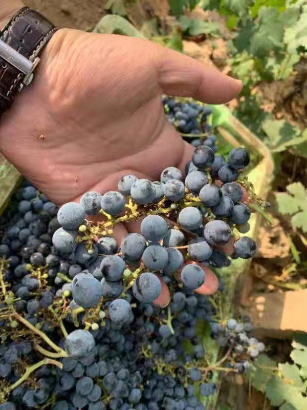 Harvest wine grapes