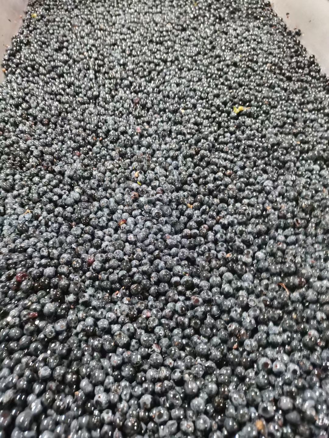 Uvas en el granulador